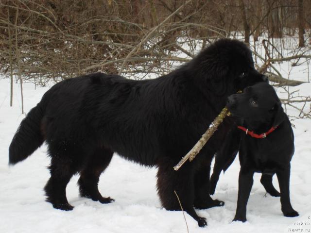 Фото: ньюфаундленд Потап Фелиция (Potap Felicia)