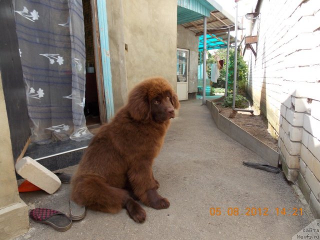 Фото: ньюфаундленд Хохотушка с Берега Дона (Hohotushka s Berega Dona)