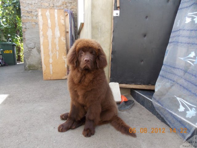 Фото: ньюфаундленд Хохотушка с Берега Дона (Hohotushka s Berega Dona)