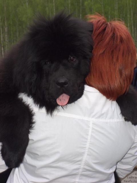 Фото: ньюфаундленд Анджел Викториус