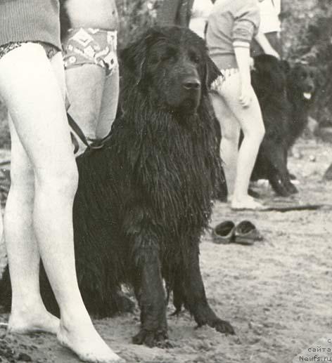 Фото: ньюфаундленд Леон