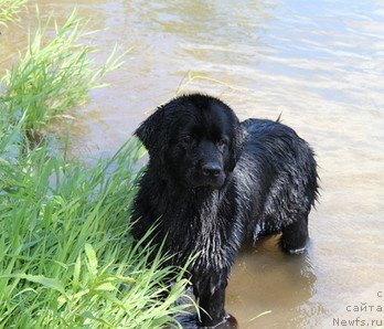 Фото: ньюфаундленд Уютная Долина Блэк Даймонд Велинда (Uyutnaya Dolina Black Diamond Velinda)