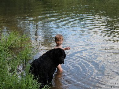 Фото: ньюфаундленд Уютная Долина Блэк Даймонд Велинда (Uyutnaya Dolina Black Diamond Velinda)