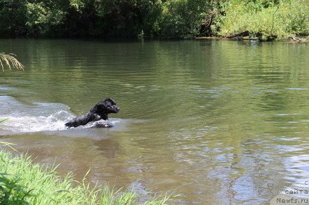 Фото: ньюфаундленд Уютная Долина Блэк Даймонд Велинда (Uyutnaya Dolina Black Diamond Velinda)