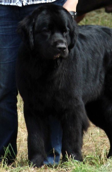 Фото: ньюфаундленд Уютная Долина Блэк Даймонд Велинда (Uyutnaya Dolina Black Diamond Velinda)