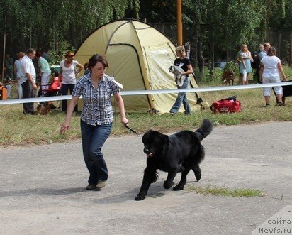 Фото: ньюфаундленд Уютная Долина Блэк Даймонд Велинда (Uyutnaya Dolina Black Diamond Velinda)