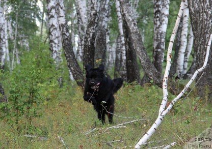 Фото: ньюфаундленд Уютная Долина Блэк Даймонд Велинда (Uyutnaya Dolina Black Diamond Velinda)