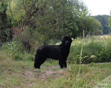 Фото: ньюфаундленд Уютная Долина Блэк Даймонд Велинда (Uyutnaya Dolina Black Diamond Velinda)