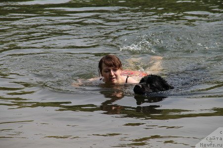 Фото: ньюфаундленд Уютная Долина Блэк Даймонд Велинда (Uyutnaya Dolina Black Diamond Velinda)