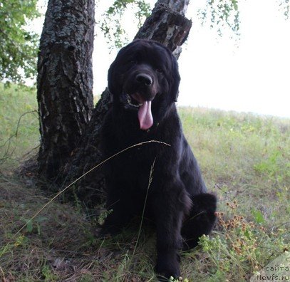 Фото: ньюфаундленд Уютная Долина Блэк Даймонд Велинда (Uyutnaya Dolina Black Diamond Velinda)