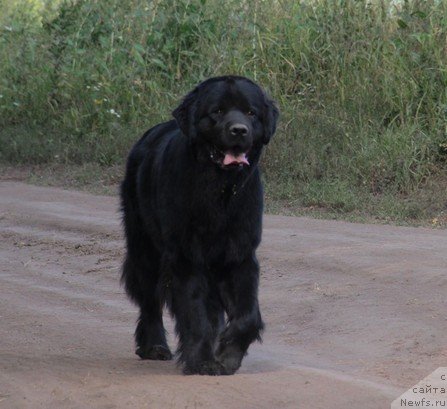 Фото: ньюфаундленд Уютная Долина Блэк Даймонд Велинда (Uyutnaya Dolina Black Diamond Velinda)