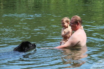 Фото: ньюфаундленд Уютная Долина Блэк Даймонд Велинда (Uyutnaya Dolina Black Diamond Velinda)