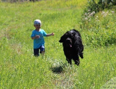 Фото: ньюфаундленд Уютная Долина Блэк Даймонд Велинда (Uyutnaya Dolina Black Diamond Velinda)