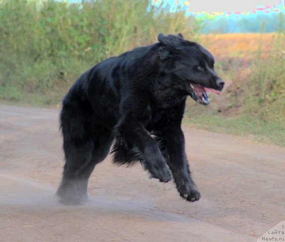 Фото: ньюфаундленд Уютная Долина Блэк Даймонд Велинда (Uyutnaya Dolina Black Diamond Velinda)
