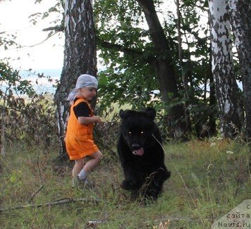 Фото: ньюфаундленд Уютная Долина Блэк Даймонд Велинда (Uyutnaya Dolina Black Diamond Velinda)