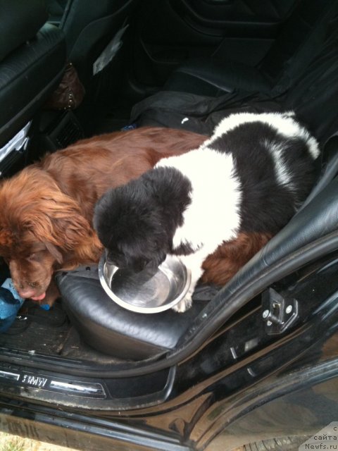 Фото: ньюфаундленд Плюшевая Панда Царская Особа Фике (Plushevaya Pandа Tsаrskaya Osoba Fike)