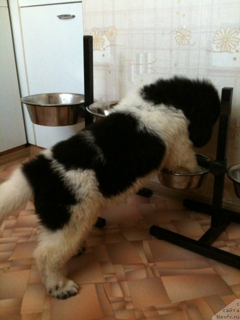 Фото: ньюфаундленд Плюшевая Панда Царская Особа Фике (Plushevaya Pandа Tsаrskaya Osoba Fike)