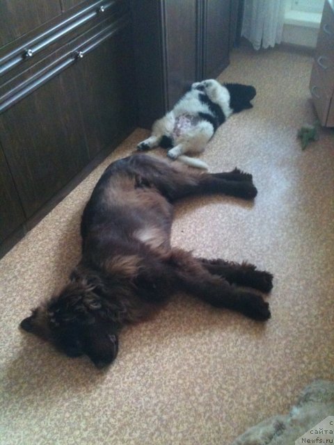 Фото: ньюфаундленд Плюшевая Панда Царская Особа Фике (Plushevaya Pandа Tsаrskaya Osoba Fike)