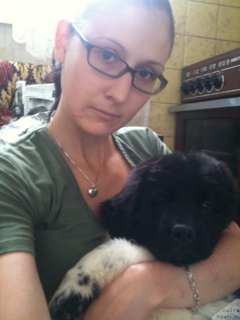 Фото: Анастасия Федорова, ньюфаундленд Плюшевая Панда Царская Особа Фике (Plushevaya Pandа Tsаrskaya Osoba Fike)