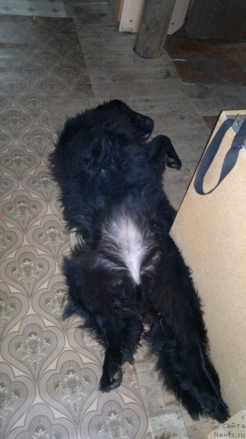 Фото: ньюфаундленд Ариэль Нежданная Награда