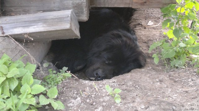 Фото: ньюфаундленд Ариэль Нежданная Награда