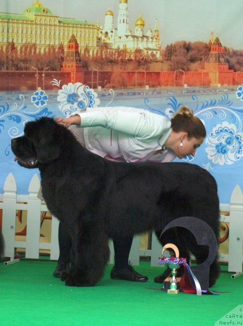 Фото: ньюфаундленд Inflame My Heart Midnight Bear, Анастасия Заливако