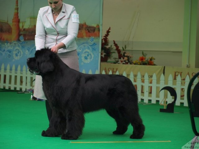 Фото: ньюфаундленд Inflame My Heart Midnight Bear, Анастасия Заливако