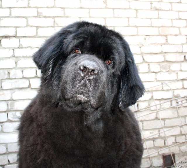 Фото: ньюфаундленд Лесная Сказка Руслана