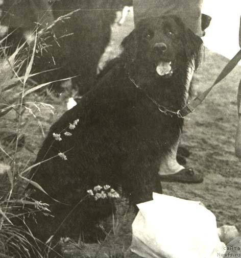 Фото: ньюфаундленд Марфа