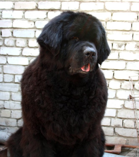 Фото: ньюфаундленд Лесная Сказка Руслана