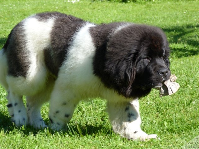 Фотография № 103402