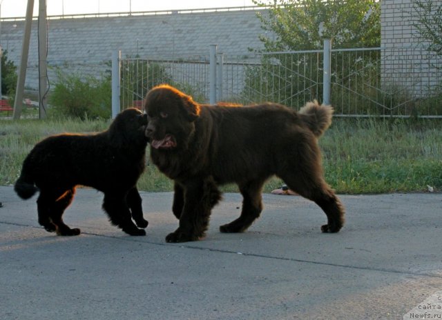 Фото: ньюфаундленд Фактурный Фрукт с Берега Дона (Fakturnyi Frukt s Berega Dona), ньюфаундленд Vronika Ye Satisfaction Super Mishka