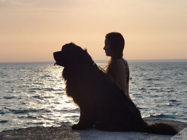 Фото: Ирина Складнова, ньюфаундленд Рэш