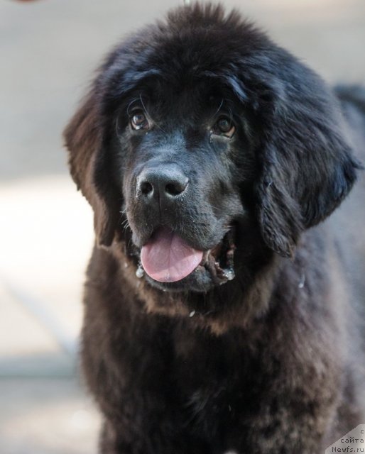 Фотография № 103408