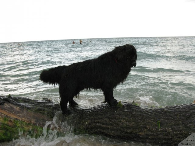 Фото: ньюфаундленд Рэш
