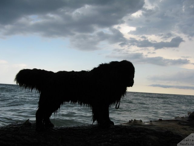 Фото: ньюфаундленд Рэш