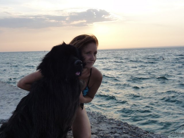 Фото: ньюфаундленд Рэш