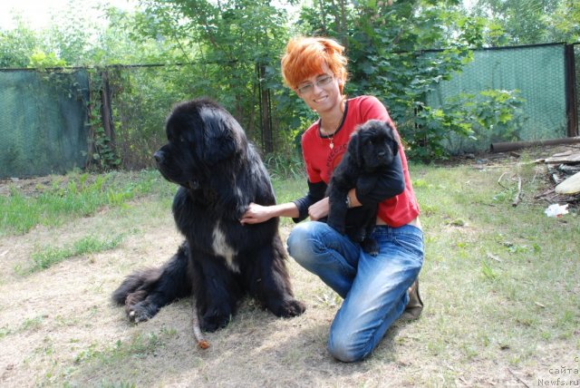 Фото: ньюфаундленд Флагман от Сибирского Медведя (Flagman ot Sibirskogo Medvedja), Светлана Гордиенко