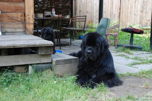 Фото: ньюфаундленд Флагман от Сибирского Медведя (Flagman ot Sibirskogo Medvedja)