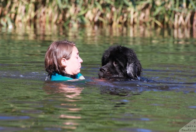 Фото: ньюфаундленд Vartimey Vialiki Miadzvedz