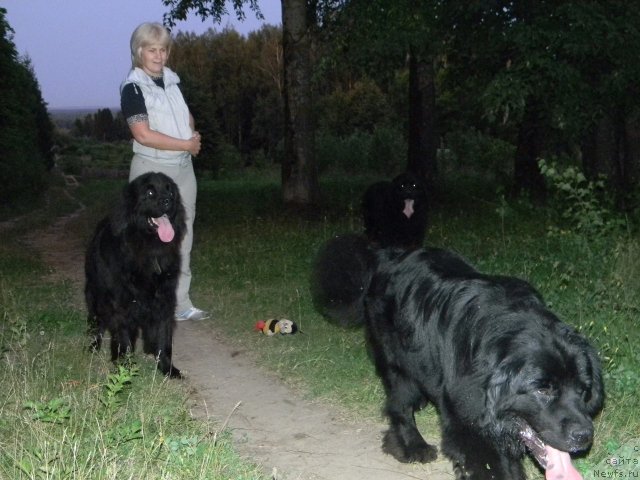 Фото: ньюфаундленд Александрия Моя Радость, ньюфаундленд Нефертити Красавица Грядет, ньюфаундленд Уильям Наследник Трона, Ольга Будина