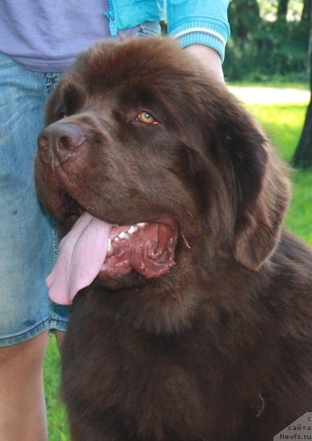 Фото: ньюфаундленд Акватория Келвин Ройал Тедди Беар (Aquatoriya Kelvin Royal Teddy Bear)