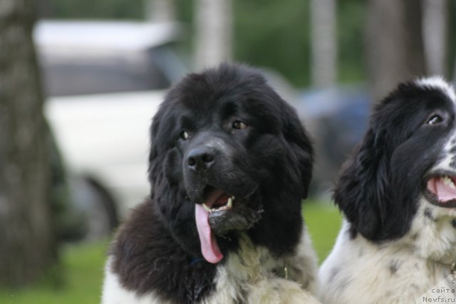 Фото: ньюфаундленд Флюфи Аваланч Смалл Стар Вилл Оутшине Алл (Fluffy Avalancn Small Star Will Outshine All)
