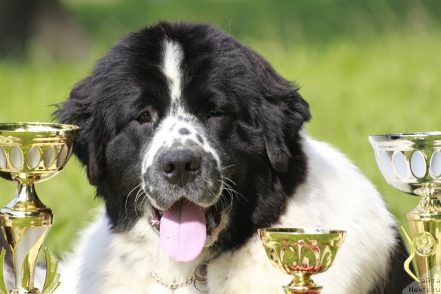 Фотография № 103496