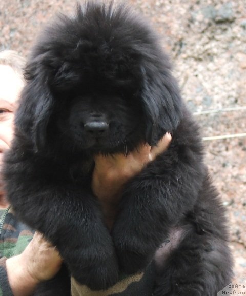 Фото: ньюфаундленд Плюшевая Панда Центре Стаге (Plushevaya Panda Centre Stage)