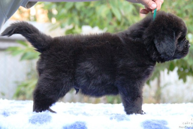 Фото: ньюфаундленд Ампаро де Диос Династия Совершенства (Amparo de Dios Dinastiya Soverchenstva)