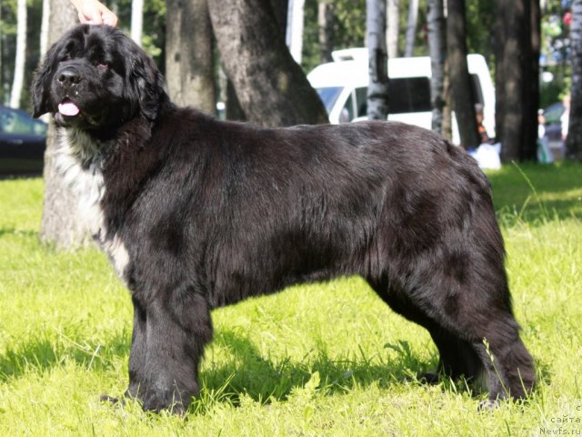 Фото: ньюфаундленд Питерньюф Енигма (Piternyuf Enigma)