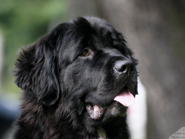 Фото: ньюфаундленд Питерньюф Енигма (Piternyuf Enigma)