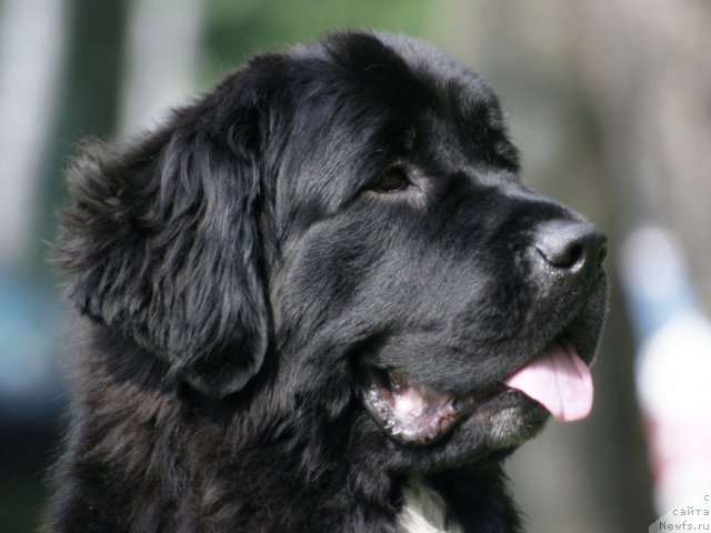 Фото: ньюфаундленд Питерньюф Енигма (Piternyuf Enigma)