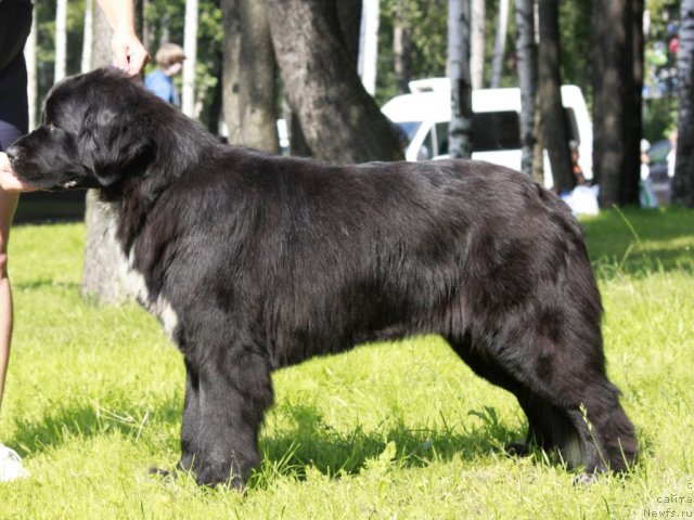 Фото: ньюфаундленд Питерньюф Енигма (Piternyuf Enigma)